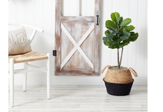 qvc-nearly-natrual-fig-tree-sale-feb-2023