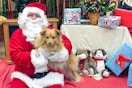 a dog getting a photo taken with Santa