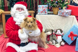 Where to Get Free Pet Photos With Santa in 2025 (Bookmark This List) card image