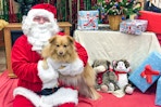 a dog getting a photo taken with Santa