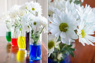 Use food coloring and white flowers for a fun centerpiece and springtime "science" experiment.
