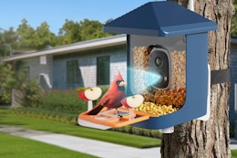 amazon smart bird feeder B0FLDJFWT2