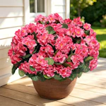 Artificial Geraniums