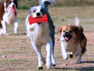 Dogs playing in a field, with one dog holding a toy in their mouth.