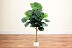 Lifestyle image of the 4-foot Sylewell Faux Fiddle Leaf Fig Tree in home setting with wooden floors