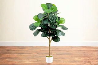 Lifestyle image of the 4-foot Sylewell Faux Fiddle Leaf Fig Tree in home setting with wooden floors