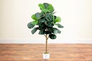 Lifestyle image of the 4-foot Sylewell Faux Fiddle Leaf Fig Tree in home setting with wooden floors