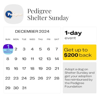 Pedigree-Shelter-Sunday