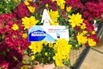 the free flower from lowes fall flower giveaway
