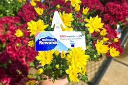 the free flower from lowes fall flower giveaway