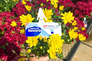 the free flower from lowes fall flower giveaway