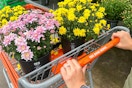 a person pushing a cart full of mums from home depot