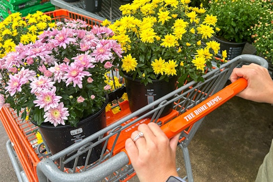 a person pushing a cart full of mums from home depot