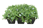 Lowe's Blue Isotoma 6-Pack