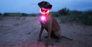 NiteHowl LED Collar_Amazon_2022!