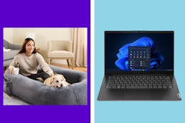 laptop dog bed collage