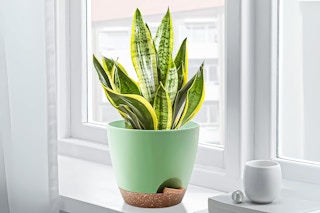 Lifestyle image of a Foukus Self Watering Planter Pot on window seal in home