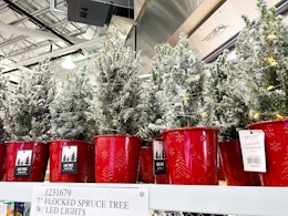 Top Costco Clearance Deals: $10 Christmas Spruce Trees and More card image