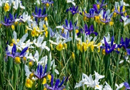 I Got 90 Dutch Iris Bulbs to Plant for Spring — Only $24 Shipped card image