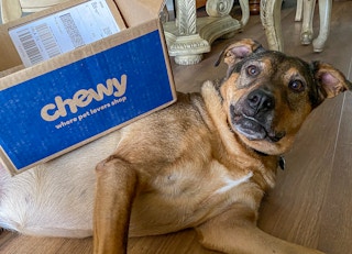 Dog laying down on a hardwood floor with a Chewy box balancing on its side.