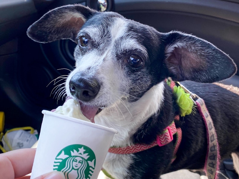 starbucks-puppuccino-pup-cup-dog-treat-KCL-staff-original-2022-04