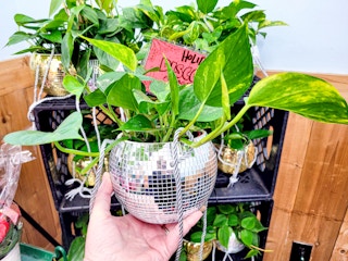 hand holding trader joes disco ball planter