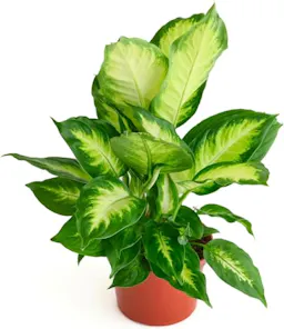 Dieffenbachia Camille