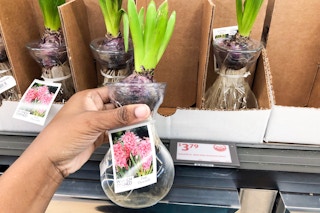 aldi hyacinth in a glass vase handheld near a price sign