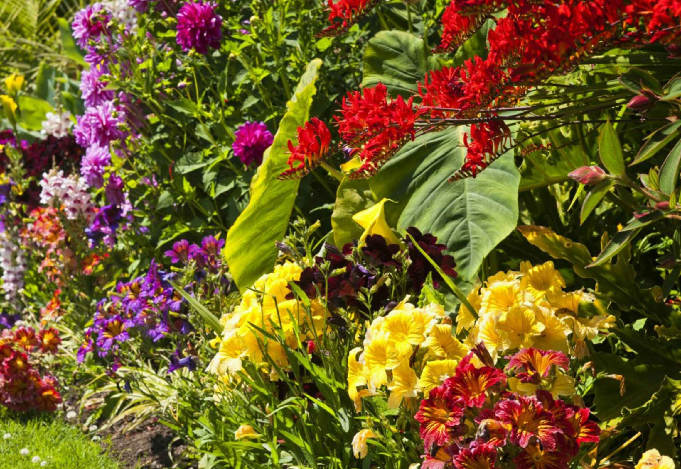 Bees and Butterflies Garden Flowers: Get 100 Bulbs for Only $20 Shipped