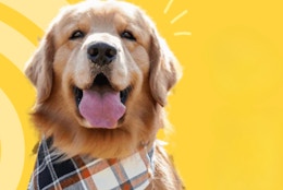 Get 20% Off at King Kanine: Grooming Products and CBD for Pets card image