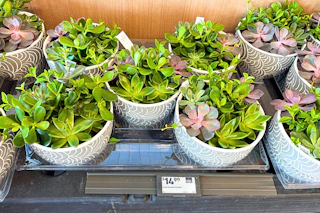 aldi-finds-50