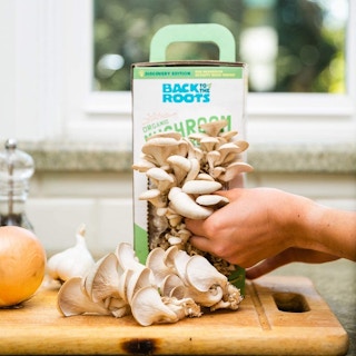amazon back to roots mushroom 1620404071 1620404071