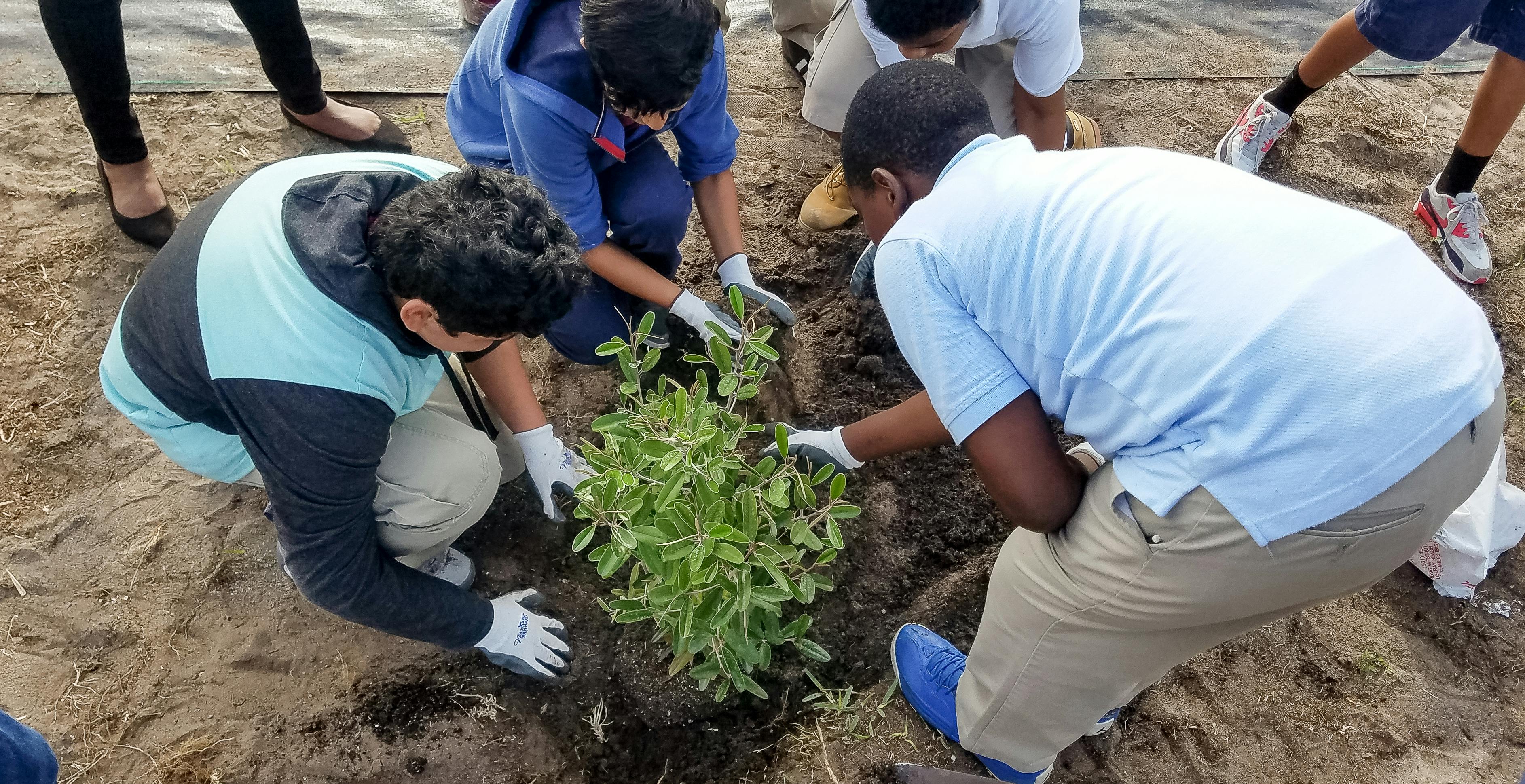 where-to-get-free-trees-on-arbor-day