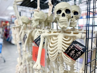 Skeletons hanging on shelf
