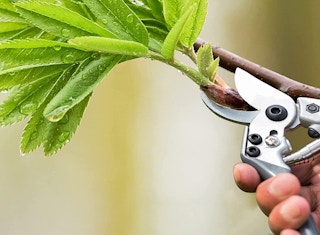 Garden shears cutting a branch.