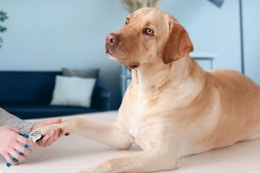 Dog Nail Clippers, Now $9.99 on Amazon card image