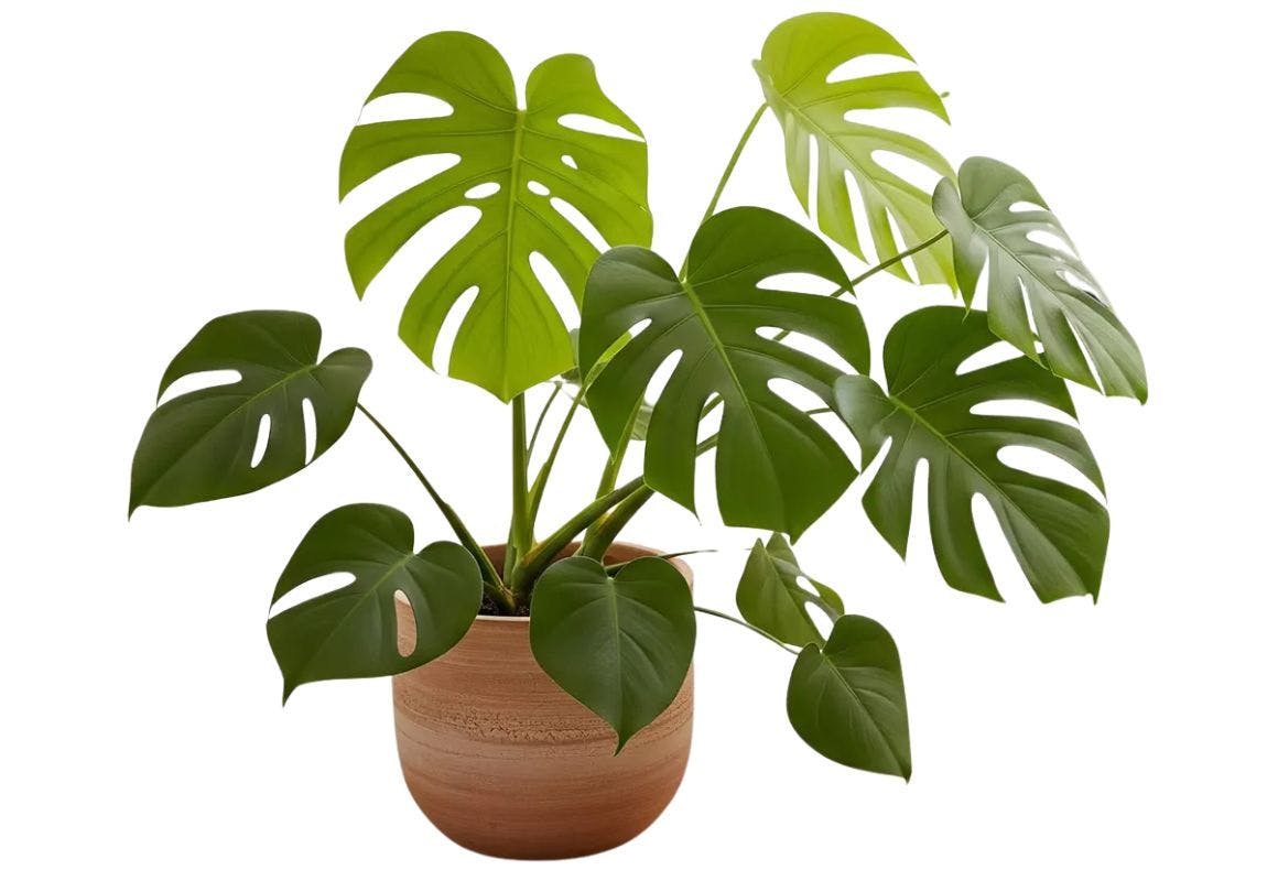Monstera Split Leaf House Plant