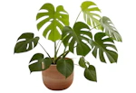 Monstera Split Leaf House Plant