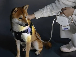 someone holding the PET (Pooch Excursion Trainer) Leash and petting their dog