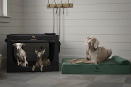 woot-noah-paw-pet-products