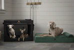 woot-noah-paw-pet-products