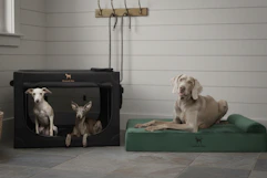 woot-noah-paw-pet-products