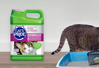 litter next to litterbox