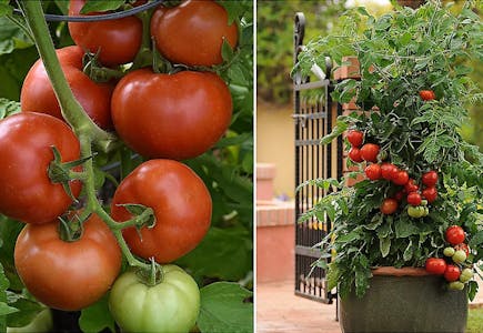 Roberta's Caprese Tomato & Basil Plants