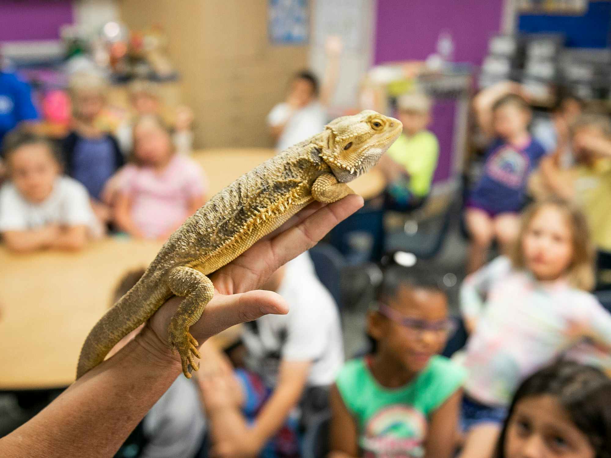children in a classroom with a bearded dragon classroom pet
