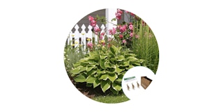 until gone touch of eco hardy hosta bare root plants featured image 2023 1680023713 1680023714