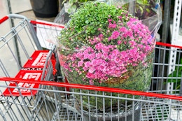 costco-fall-mums