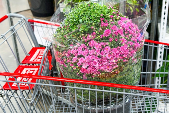 costco-fall-mums