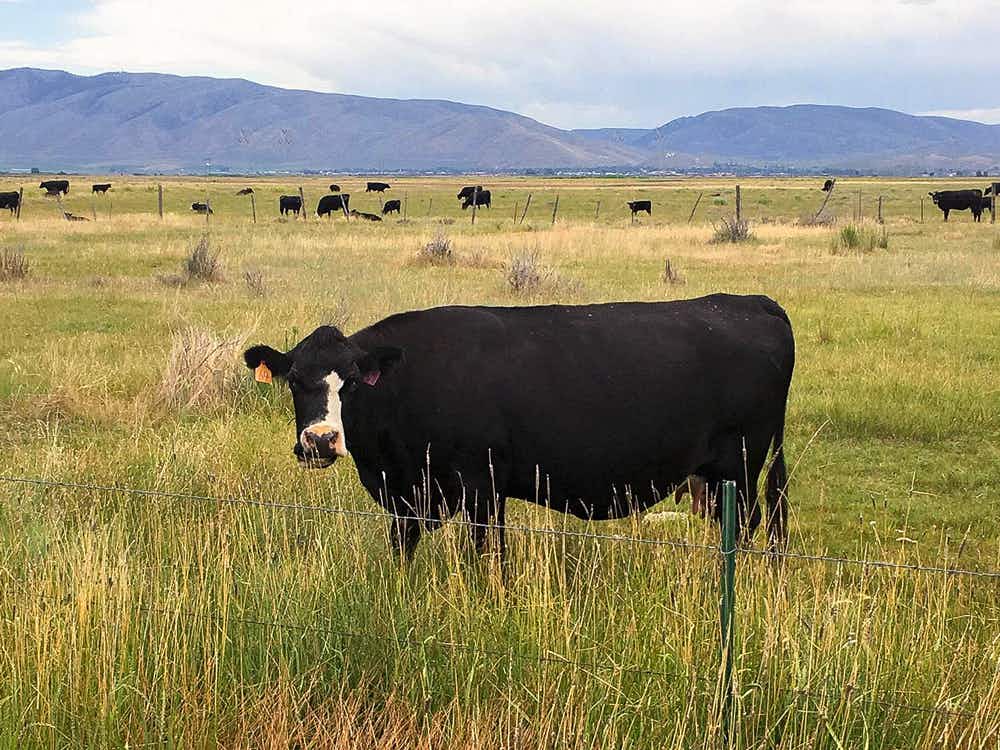 cow in pasture with mountains in background