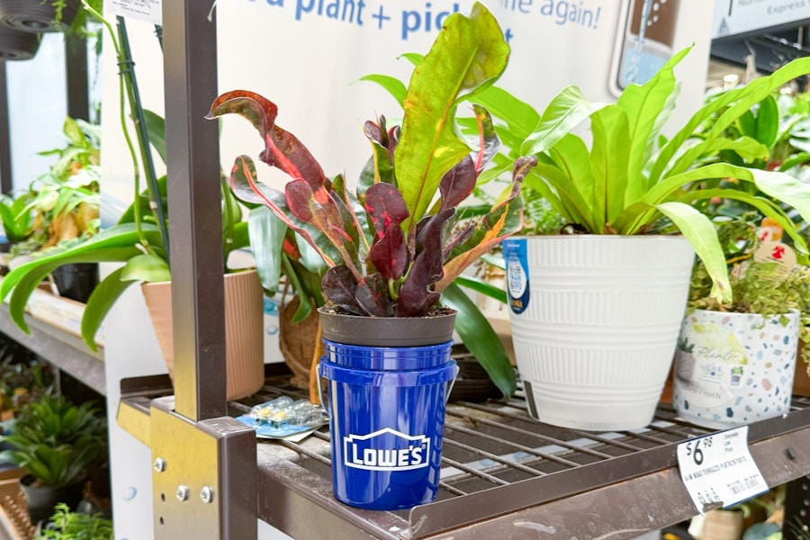 lowes-mini-bucket-3